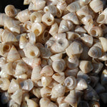 1oz Tiny Pearlized Trochus Seashells .25in - Iridescent Venetian Pearl Sea Shells