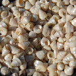 1oz Tiny Pearlized Trochus Seashells .25in - Iridescent Venetian Pearl Sea Shells