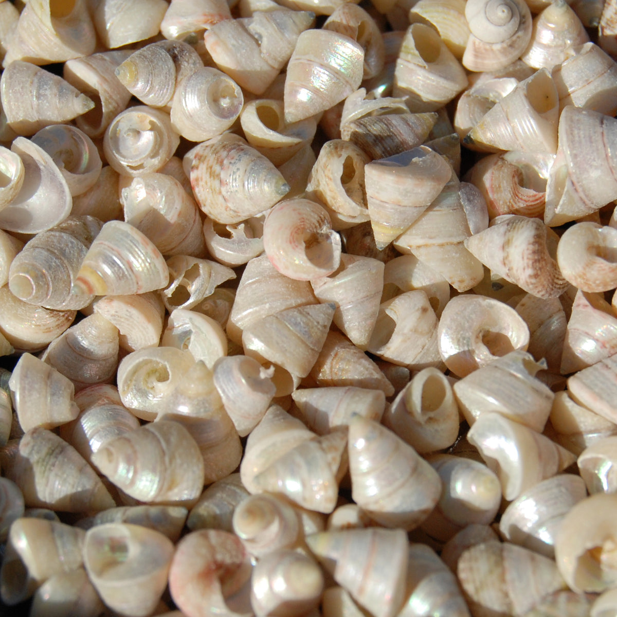 1oz Tiny Pearlized Trochus Seashells .25in - Iridescent Venetian Pearl Sea Shells
