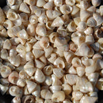 1oz Tiny Pearlized Trochus Seashells .25in - Iridescent Venetian Pearl Sea Shells