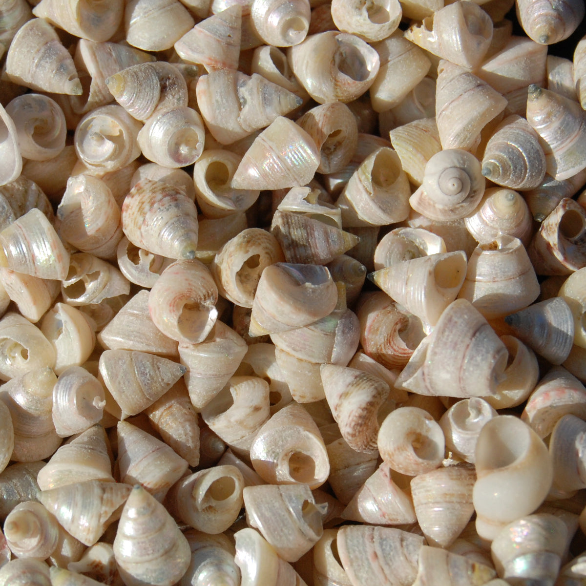 1oz Tiny Pearlized Trochus Seashells .25in - Iridescent Venetian Pearl Sea Shells
