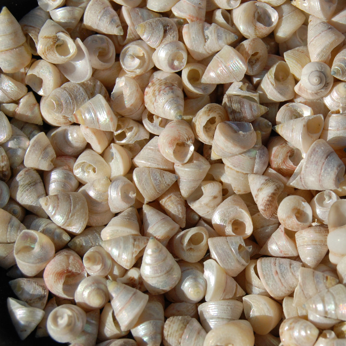 1oz Tiny Pearlized Trochus Seashells .25in - Iridescent Venetian Pearl Sea Shells