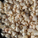 1oz Tiny Pearlized Trochus Seashells .25in - Iridescent Venetian Pearl Sea Shells