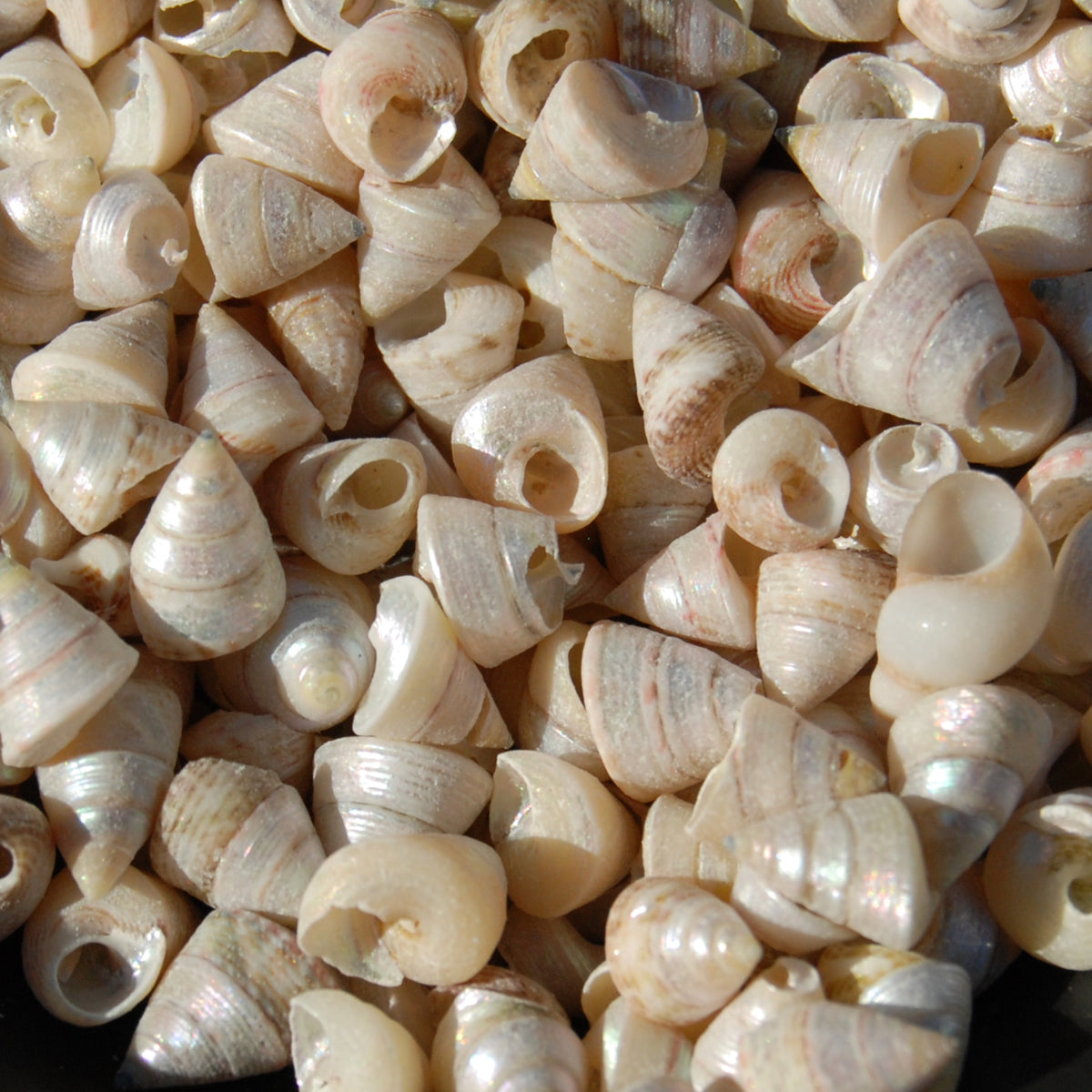 1oz Tiny Pearlized Trochus Seashells .25in - Iridescent Venetian Pearl Sea Shells