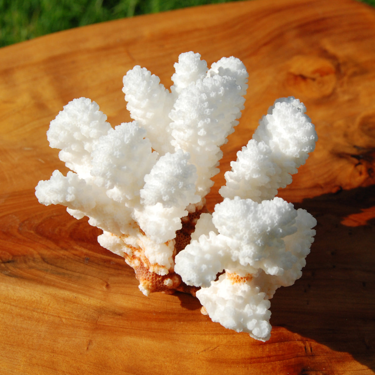 Cat’s Paw Coral Specimen