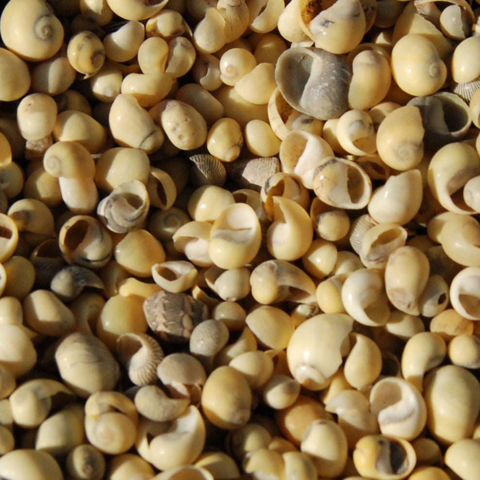  Tiny Littorina Seashells