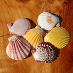 Colorful Pecten Scallop Seashells