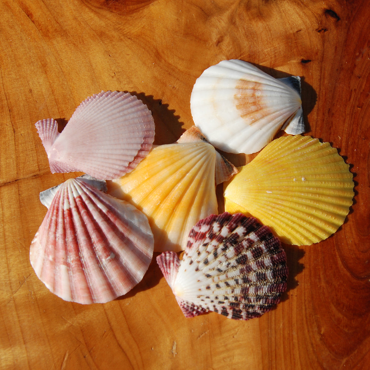 Colorful Pecten Scallop Seashells
