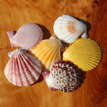Colorful Pecten Scallop Seashells