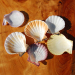 Colorful Pecten Scallop Seashells