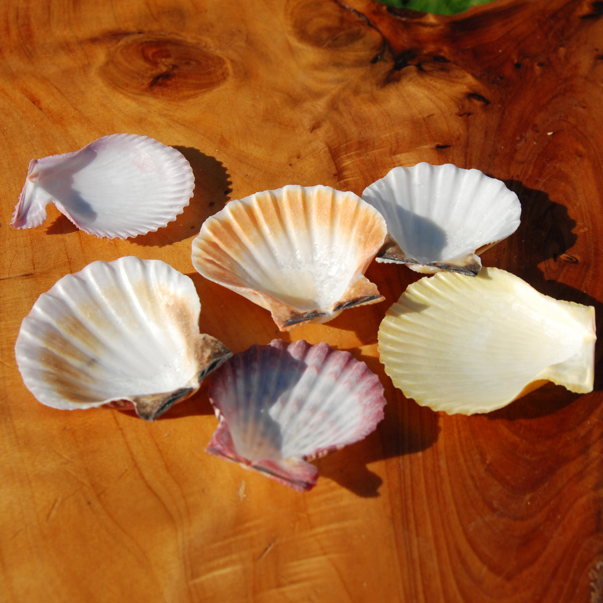 Colorful Pecten Scallop Seashells