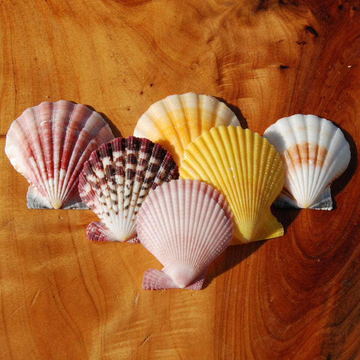 Colorful Pecten Scallop Seashells