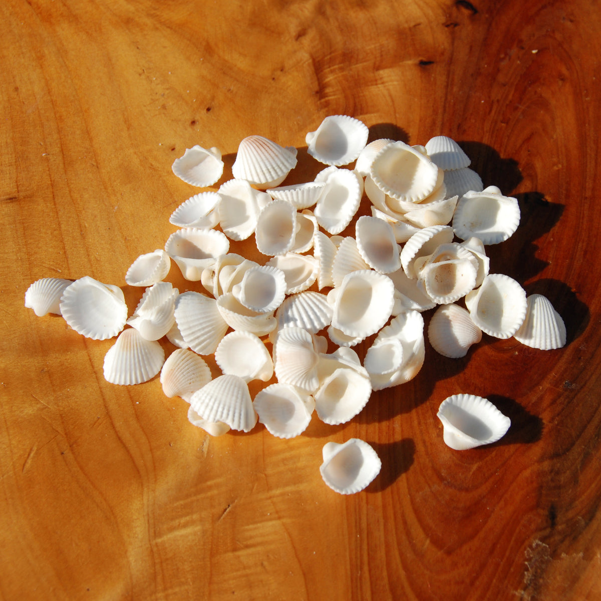 Small Cay Cay Seashells for sale
