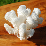 Cat’s Paw Coral Specimen