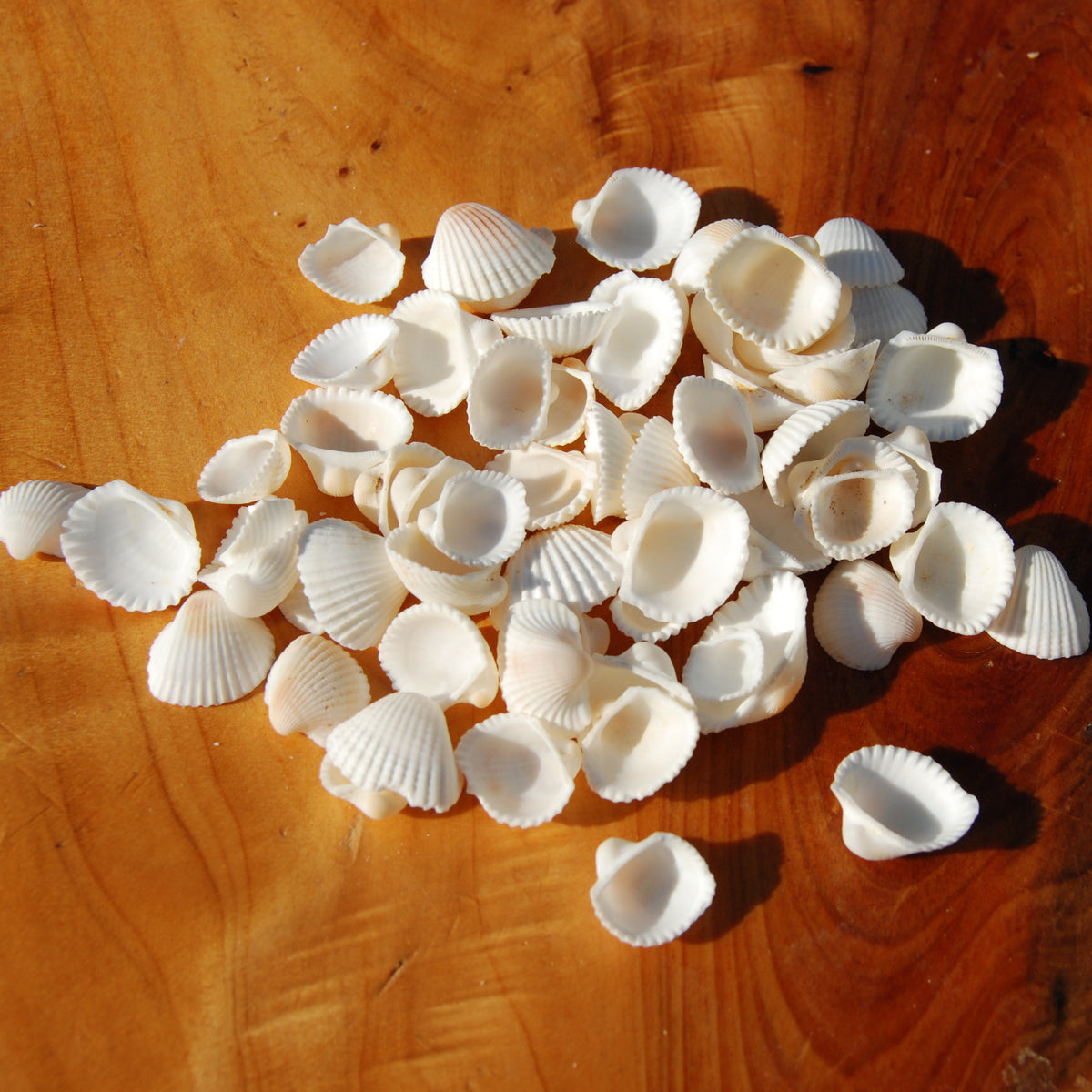 Small Cay Cay Seashells for sale