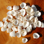 Small Cay Cay Seashells for sale