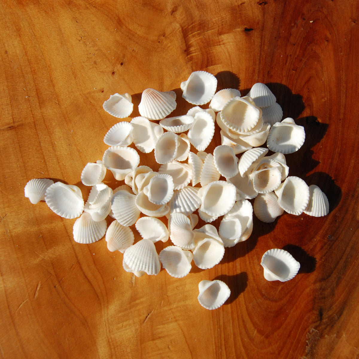 Small Cay Cay Seashells for sale