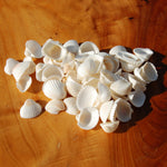Small Cay Cay Seashells for sale