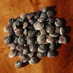 Small Umbonium Button Top Seashells for sale