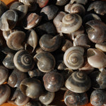 Small Umbonium Button Top Seashells for sale
