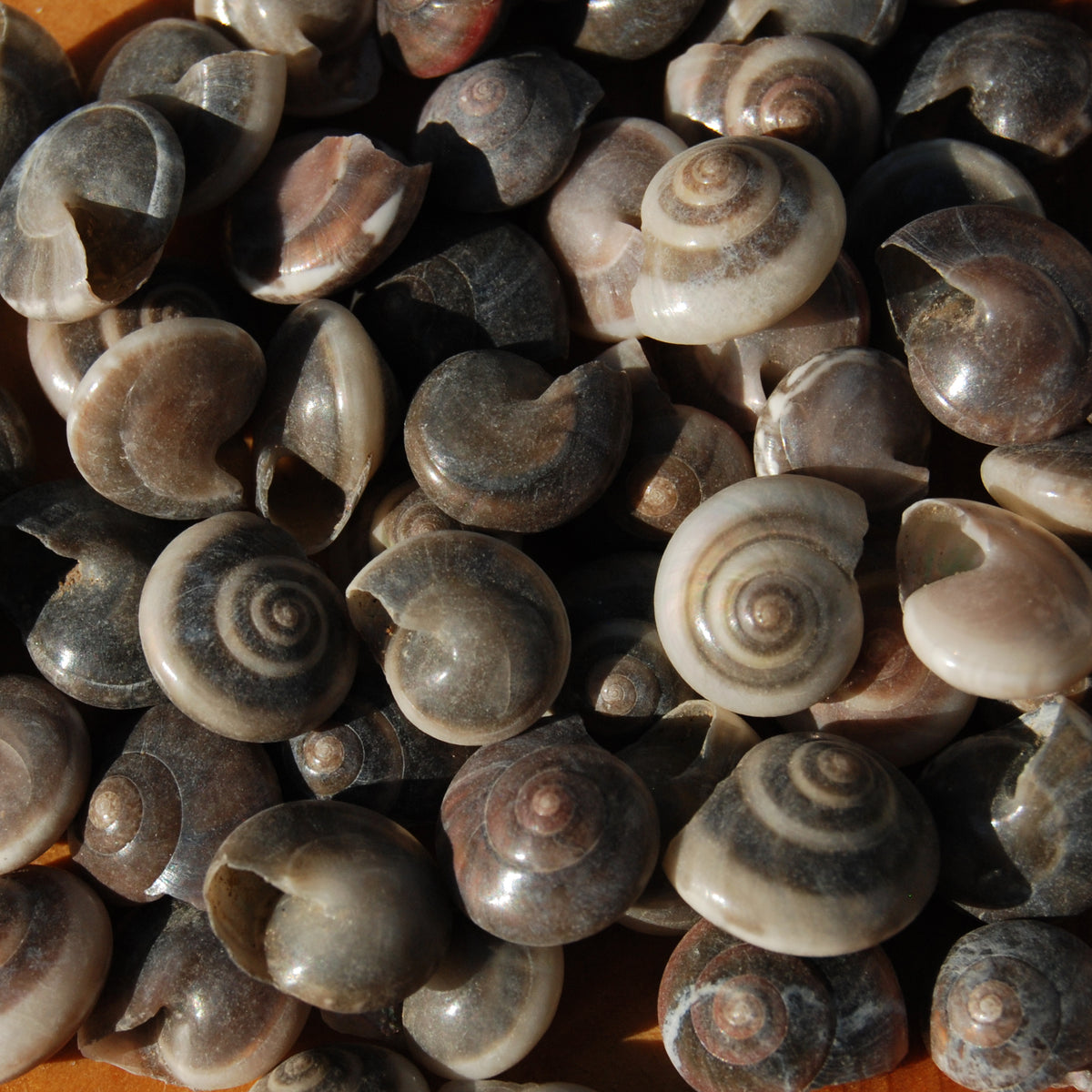 Small Umbonium Button Top Seashells for sale
