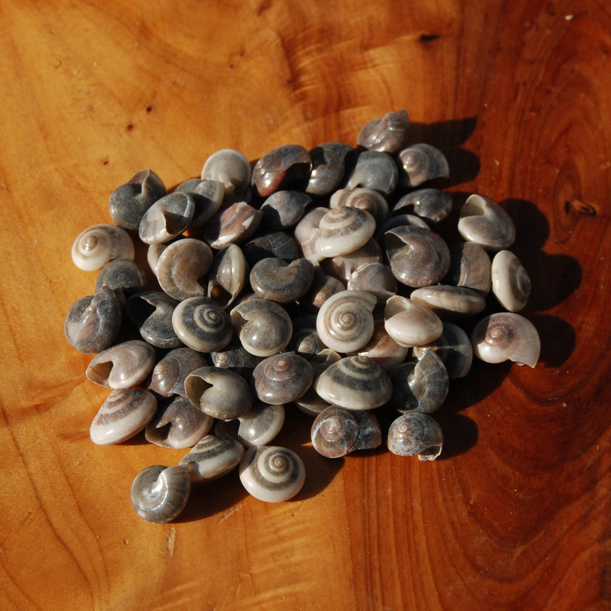 Small Umbonium Button Top Seashells for sale