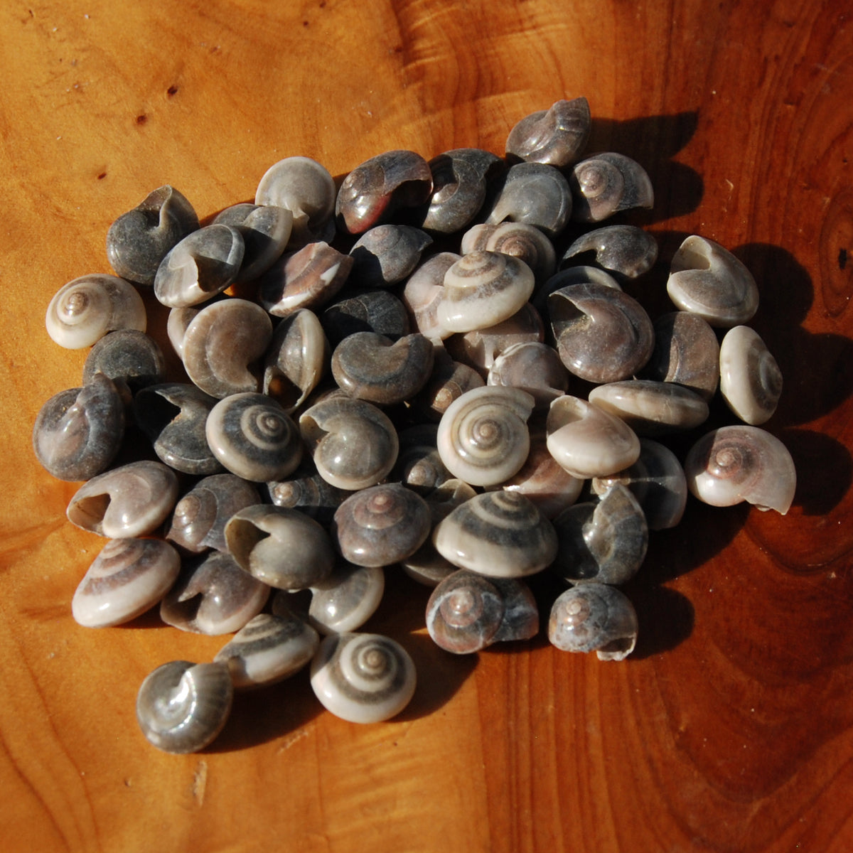 Small Umbonium Button Top Seashells for sale