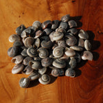 Small Umbonium Button Top Seashells for sale