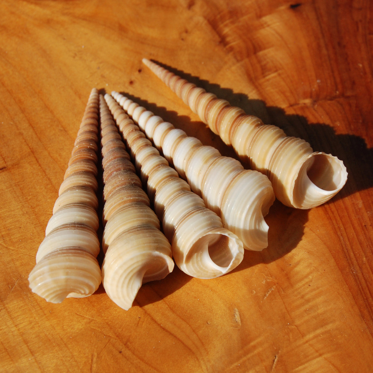 5pcs Large Brown Turritella Seashells 3-4in | Natural Sea Shell Decor
