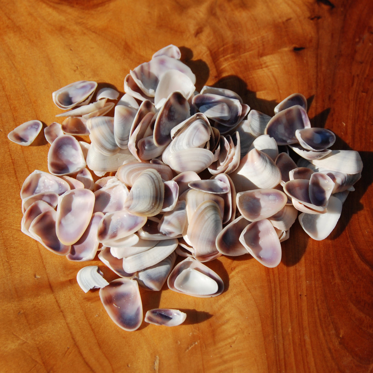Small white & purple Coquina Seashells - 1oz Natural Donax Sea Shells for sale