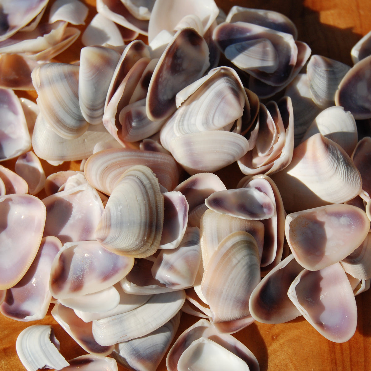 Small white & purple Coquina Seashells - 1oz Natural Donax Sea Shells for sale