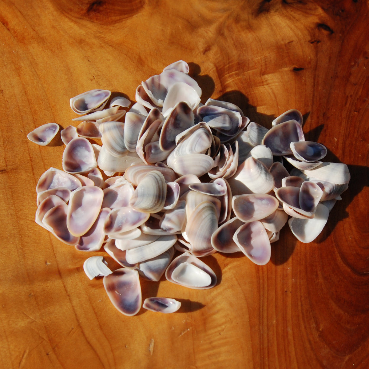 Small white & purple Coquina Seashells - 1oz Natural Donax Sea Shells for sale