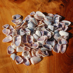 Small white & purple Coquina Seashells - 1oz Natural Donax Sea Shells for sale