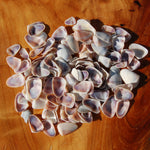 Small white & purple Coquina Seashells - 1oz Natural Donax Sea Shells for sale