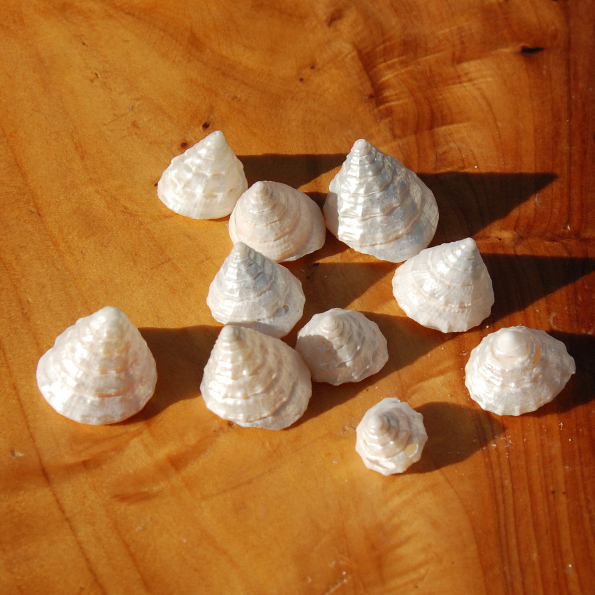 10pcs Pearlized Trochus Seashells - Tiny Natural Mother of Pearl Sea Shells .5-.75in for sale