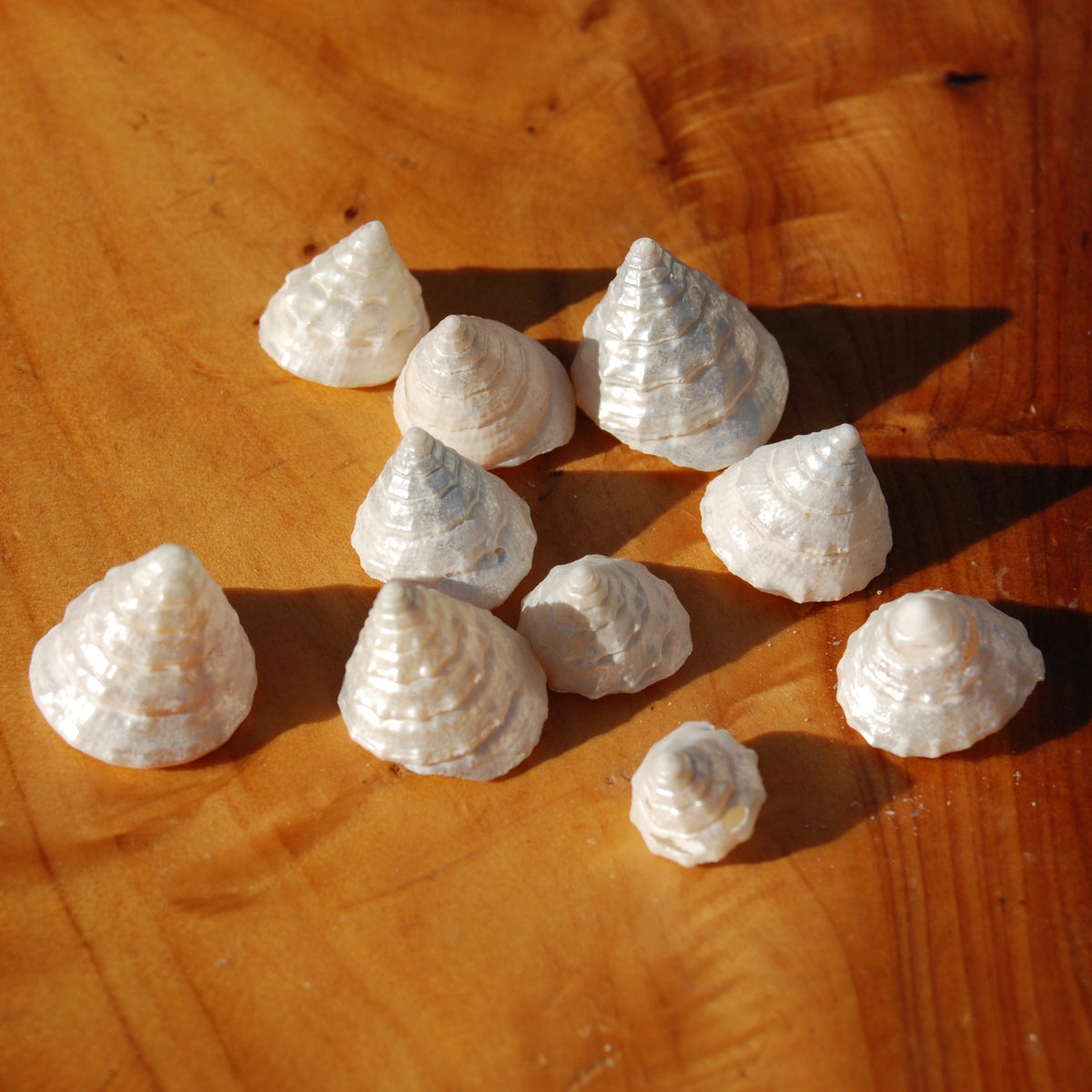 10pcs Pearlized Trochus Seashells - Tiny Natural Mother of Pearl Sea Shells .5-.75in for sale