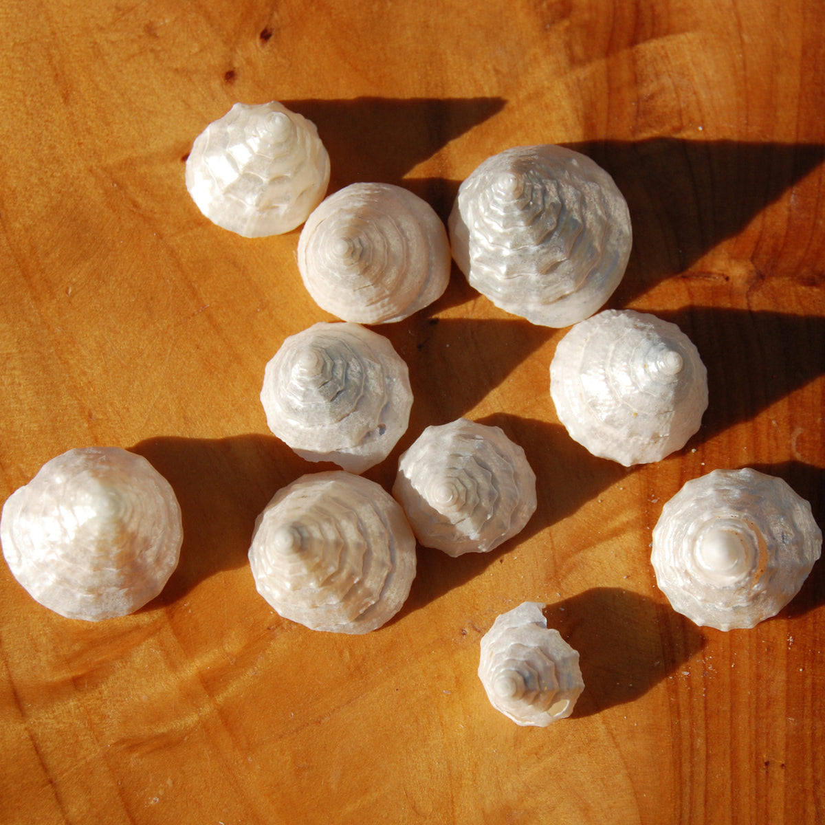 10pcs Pearlized Trochus Seashells - Tiny Natural Mother of Pearl Sea Shells .5-.75in for sale
