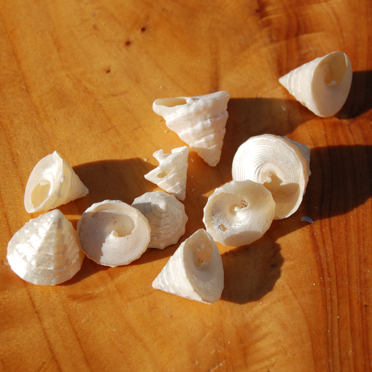 10pcs Pearlized Trochus Seashells - Tiny Natural Mother of Pearl Sea Shells .5-.75in for sale