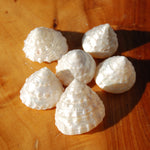 6pcs Pearlized Trochus Seashells - Small Natural Mother of Pearl Sea Shells .75-.1in for sale