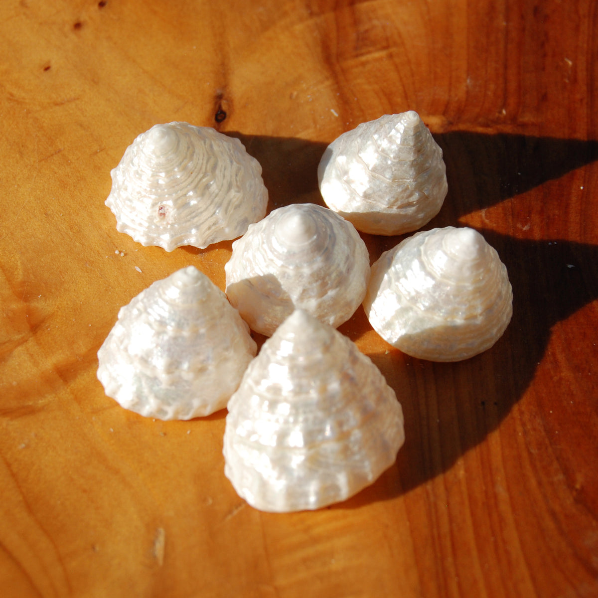 6pcs Pearlized Trochus Seashells - Small Natural Mother of Pearl Sea Shells .75-.1in for sale