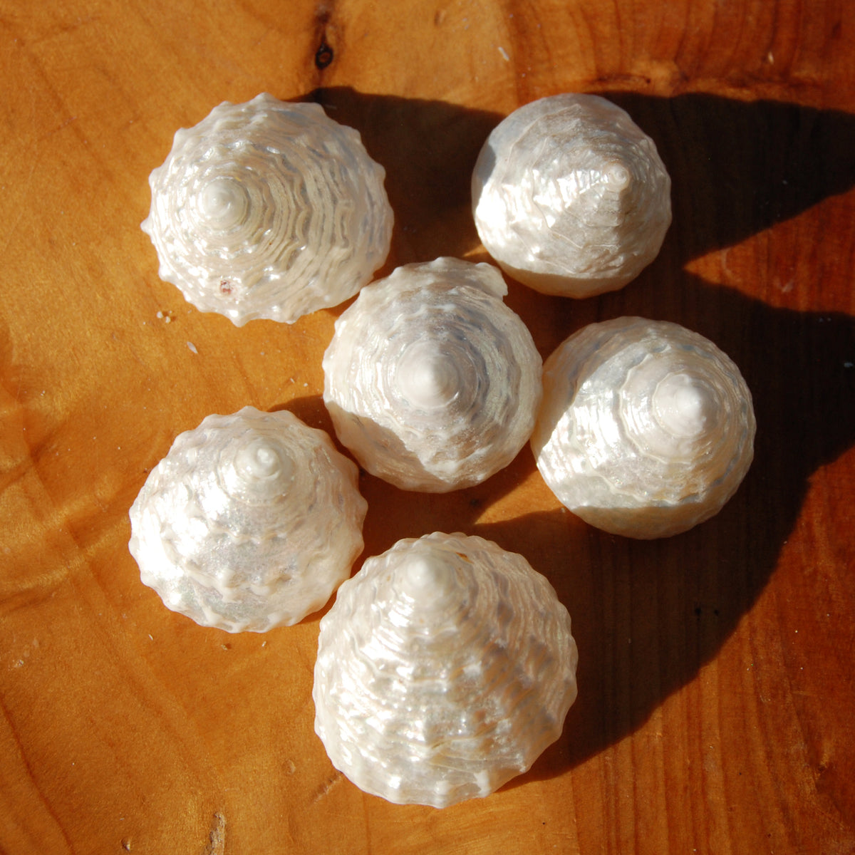 6pcs Pearlized Trochus Seashells - Small Natural Mother of Pearl Sea Shells .75-.1in for sale