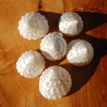 6pcs Pearlized Trochus Seashells - Small Natural Mother of Pearl Sea Shells .75-.1in for sale