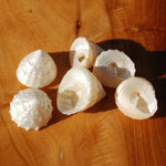 6pcs Pearlized Trochus Seashells - Small Natural Mother of Pearl Sea Shells .75-.1in for sale