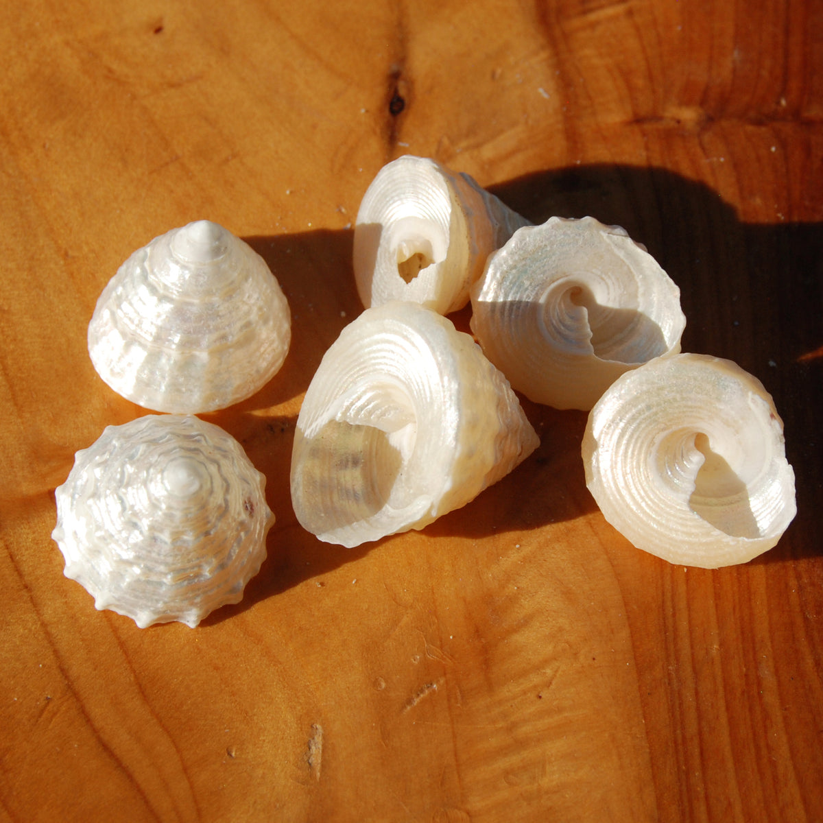 6pcs Pearlized Trochus Seashells - Small Natural Mother of Pearl Sea Shells .75-.1in for sale