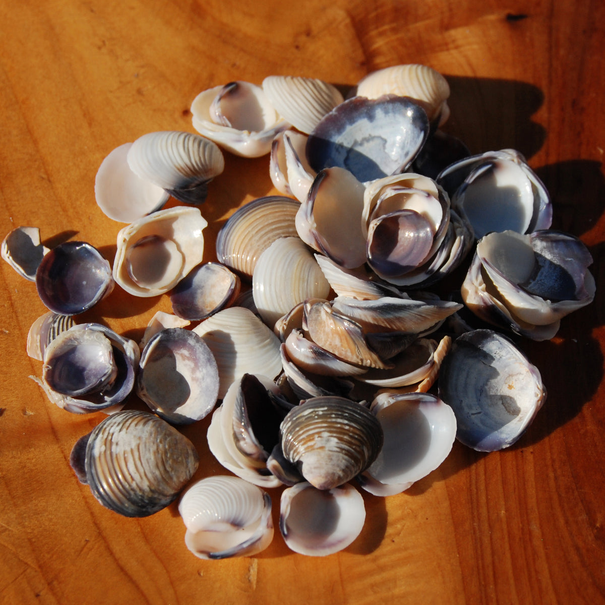 Small Purple Coquina Seashells - 1oz Natural Donax Sea Shells .5-.75in for sale