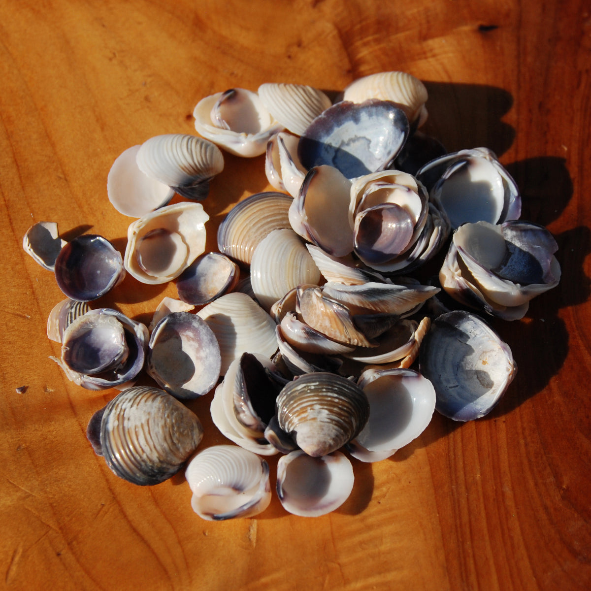 Small Purple Coquina Seashells - 1oz Natural Donax Sea Shells .5-.75in for sale