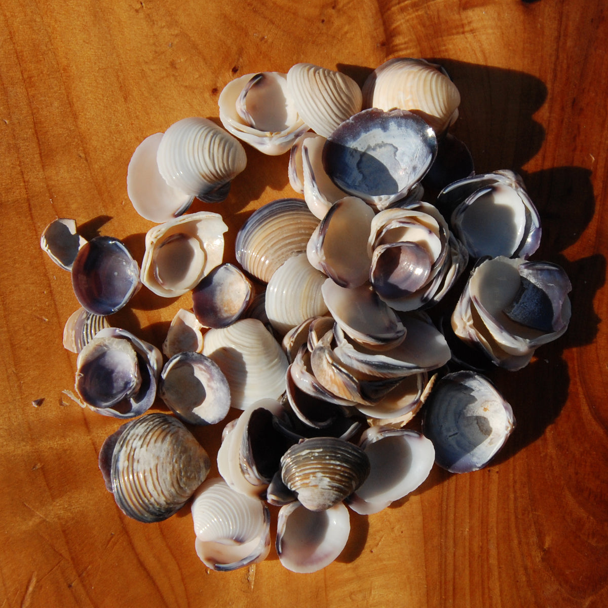 Small Purple Coquina Seashells - 1oz Natural Donax Sea Shells .5-.75in for sale