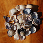 Small Purple Coquina Seashells - 1oz Natural Donax Sea Shells .5-.75in for sale
