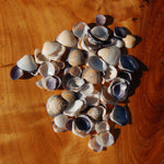 Small Purple Coquina Seashells - 1oz Natural Donax Sea Shells .5-.75in for sale
