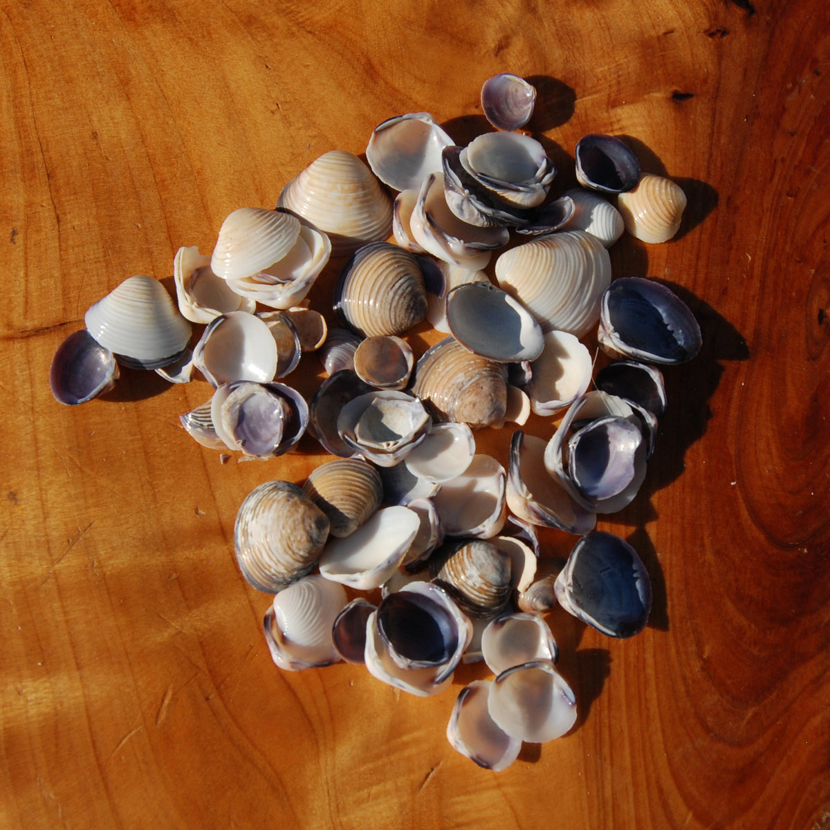 Small Purple Coquina Seashells - 1oz Natural Donax Sea Shells .5-.75in for sale
